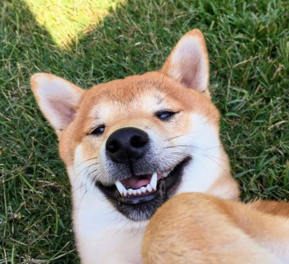 Top 24+ Hình Ảnh Chó Shiba Cười Mặt Đểu Nhìn Rất Khắm