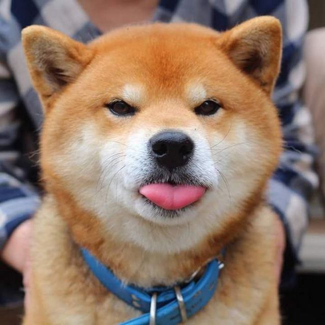 Hình ảnh chó Shiba cute chế bựa hài hước cười không nhặt được mồm