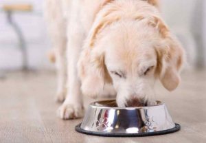 thức ăn cho chó bao 10kg 1