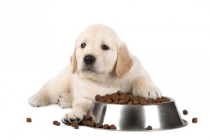 thức ăn cho chó bao 20kg 1