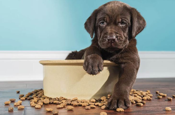 thức ăn cho chó bao 50kg 1