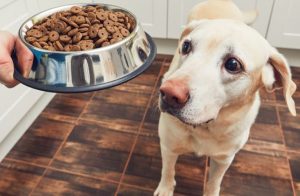 thức ăn cho chó bao 50kg 2