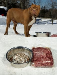 thức ăn cho chó pitbull 1