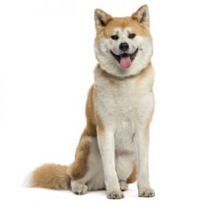 Chó Akita Inu